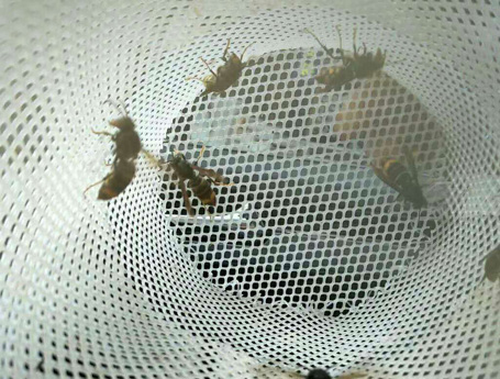 Beekeeping plastic net